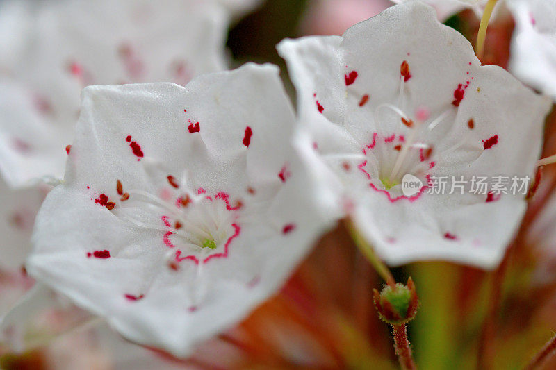 大叶菖蒲/山桂花